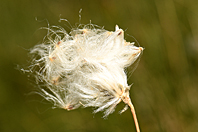Eriophorum vaginatum Eriophorum vaginatum